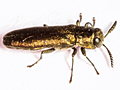 Agrilus laticornis